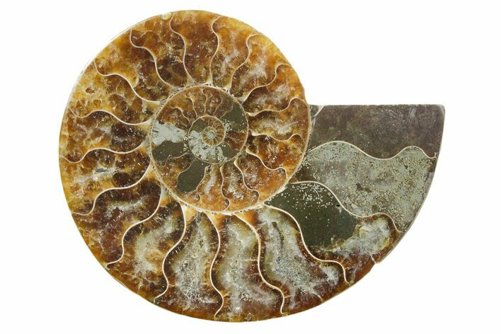 Cut & Polished Ammonite Fossil (Half) - Madagascar #354174